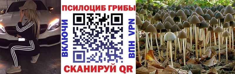 Псилоцибиновые грибы мицелий  мориарти какой сайт  Мариинский Посад  как найти закладки 